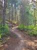 Pleasant wooded section of Hidden Valley Trail.