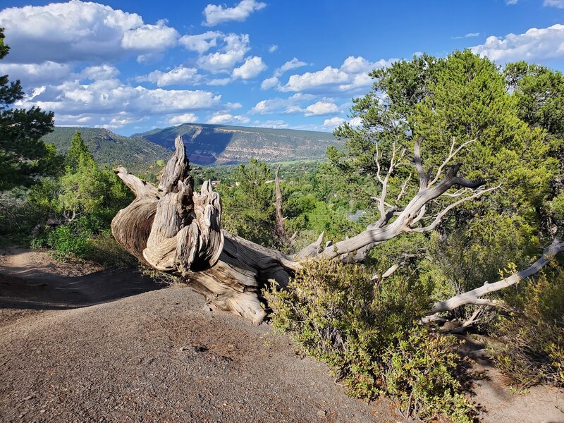 Looking north from Engleharts Trail.