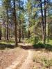 Typical scattered pines along the Perimeter Trail.