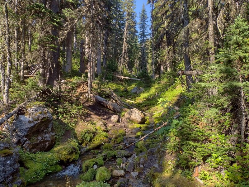 Just a pretty creek (South Hidden Creek) in pretty sunlit forest along the GDT on a perfect July morning in Alberta...