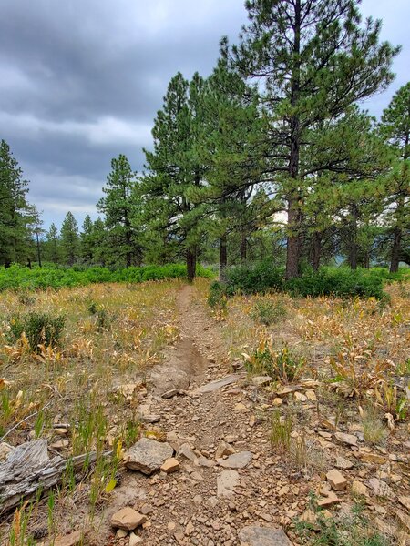 Typical trail surface on Animas Mountain Trail.