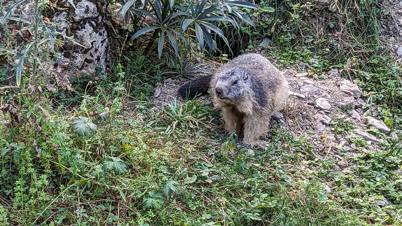 Marmot – Parc'Ours