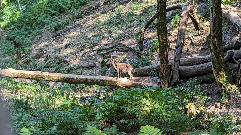 Pyrenean ibex - Parc'Ours