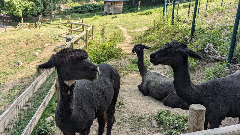 Alpacas - Parc'Ours