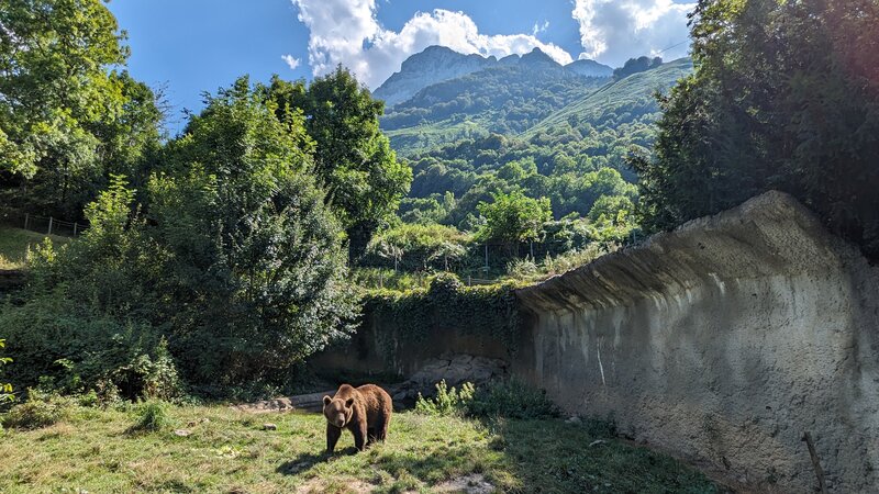 Bear - Parc'Ours