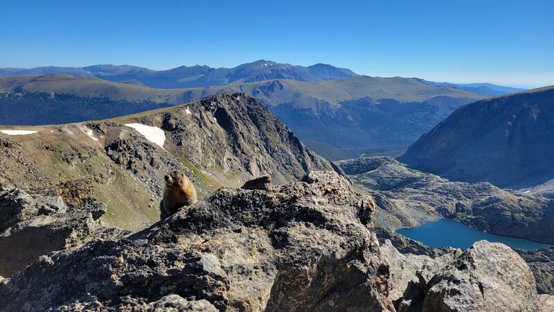 Marmot on the Mountain