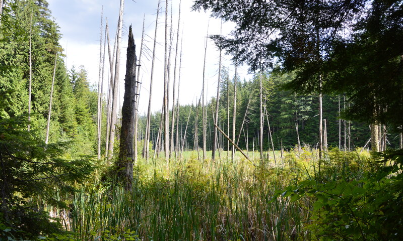 A view of Woodhaven Swamp from the west end of the loop.