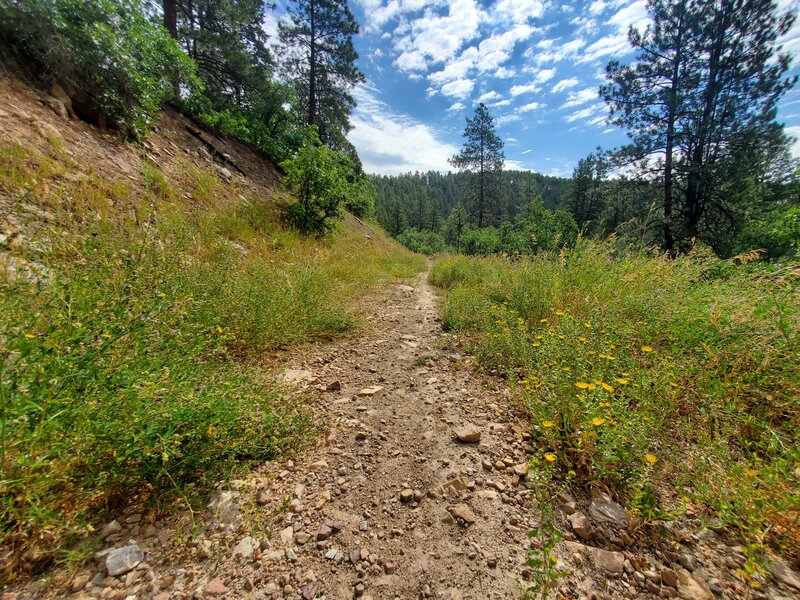 Logging road near the trailhead with a few wildflowers.