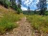 Logging road near the trailhead with a few wildflowers.