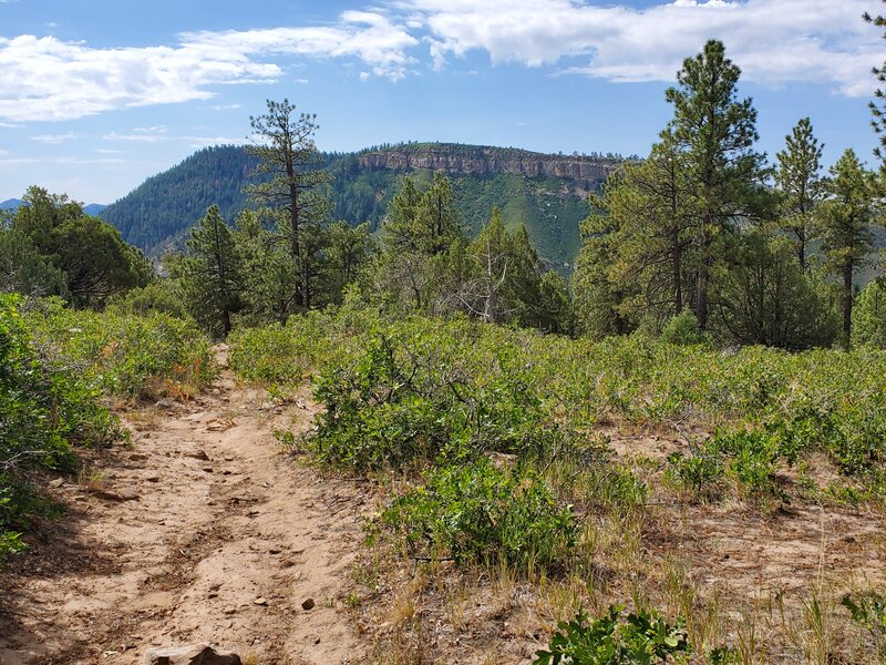 Looking south towards the cliffs of Animas Mountain.