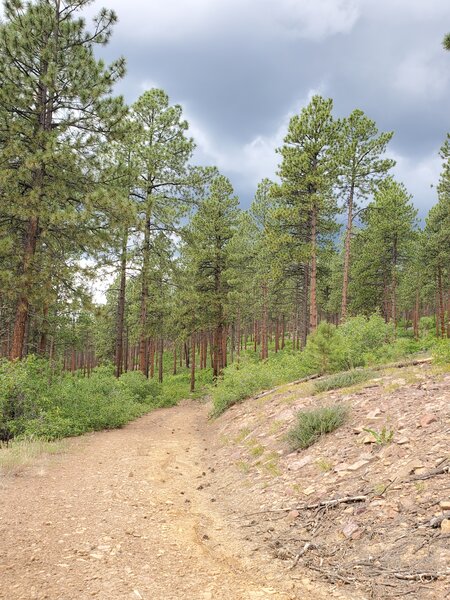 Ponderosa forest