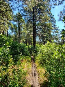 Western end of Logchutes Loop #3