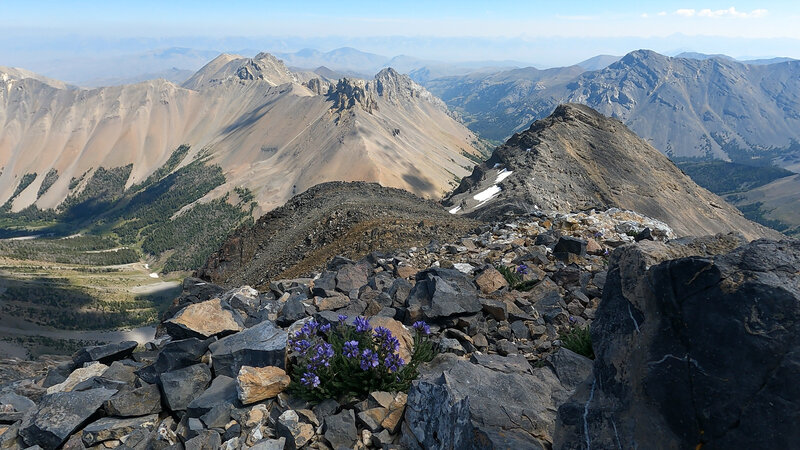 Flowers at the summit.