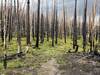 Cameron Peak Fire burn area.