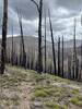 Climbing Lower Mummy Pass Trail through the burn zone. Good views east up the river valley.