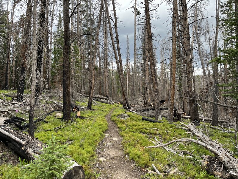 New growth in Cameron Peak burn zone of NW RMNP.