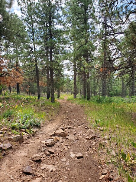 Typical trail surface and surroundings on Animas Mountain.