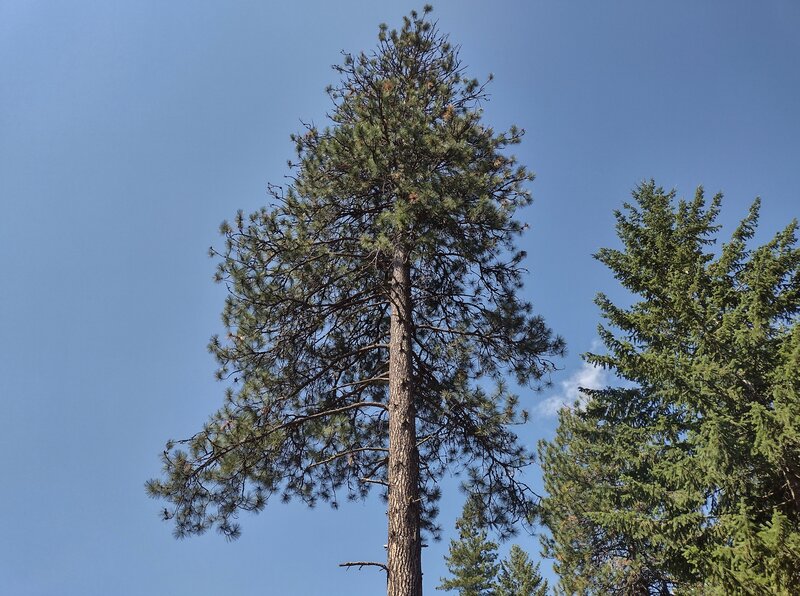 Looking up at a very tall, stately, majestic pine.