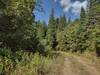 Stormking Parkway winds through beautiful dense mixed pine forest sprinkled with wildflowers.