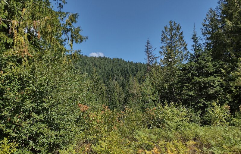 Nearby thickly forested hills are seen through breaks in the trees.