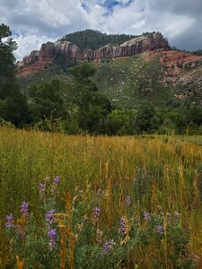 Lupine near the trail junction with Falls Creek Trail.