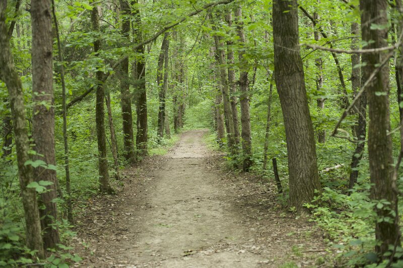 The boundary trail begins as a dirt trail that winds through the forest.