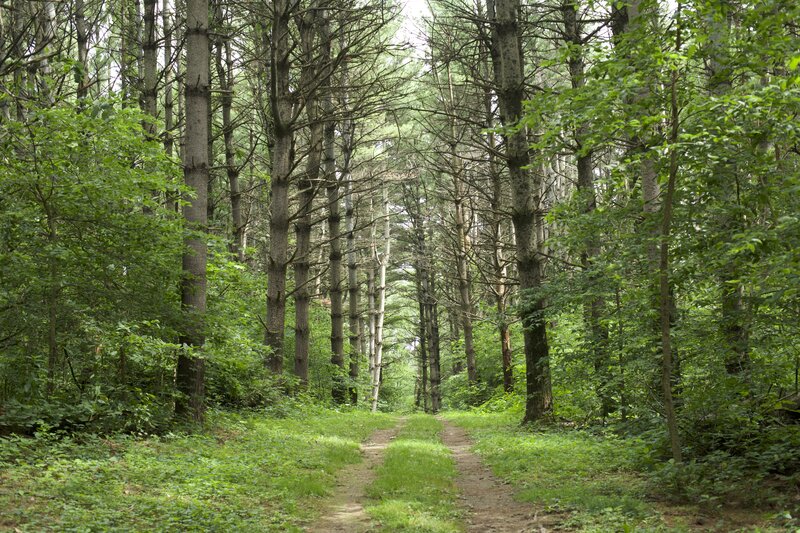 The trail moves through a beautiful row of trees that provide nice shade as you hike.