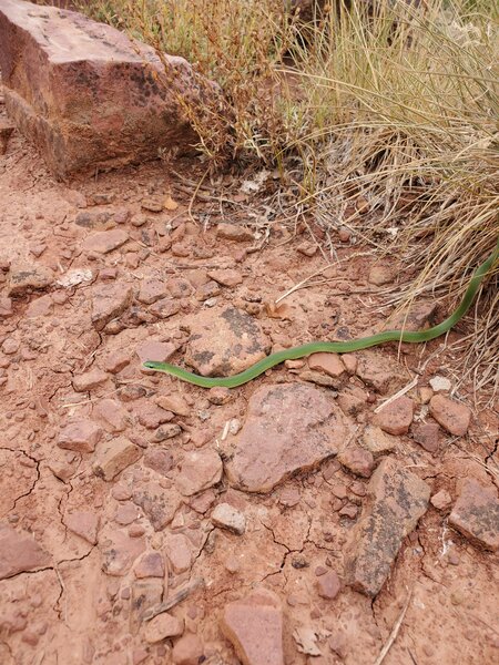 Cute little snake near the summit.
