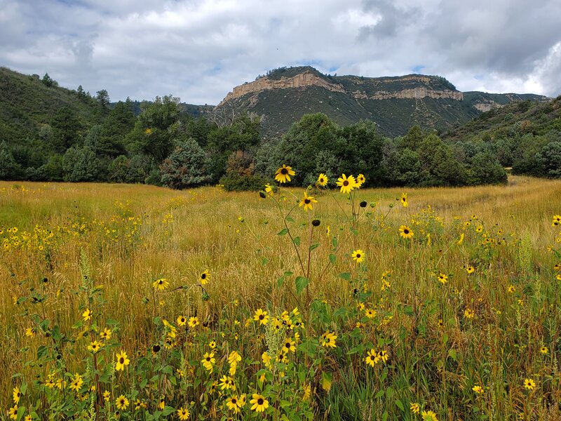 Late August sunflowers near the trailhead.