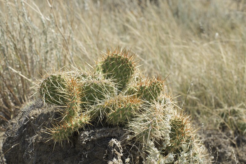 Cactus can be found along the trail, so watch your step.