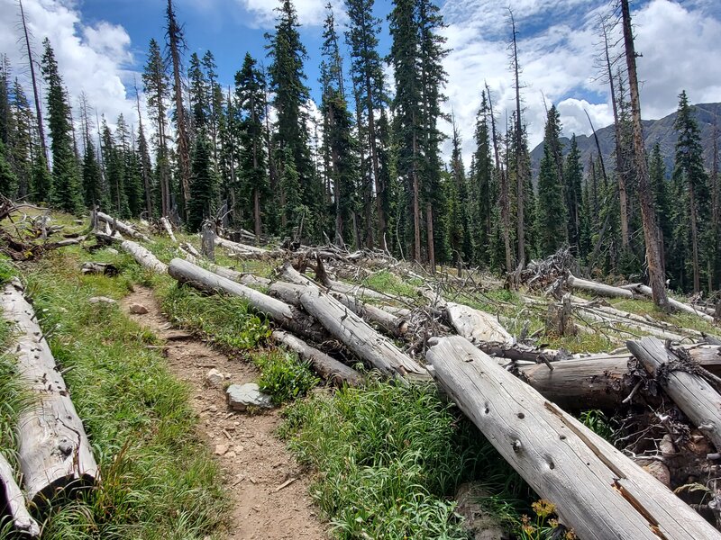 A section of trail with many, many blown down large trees.