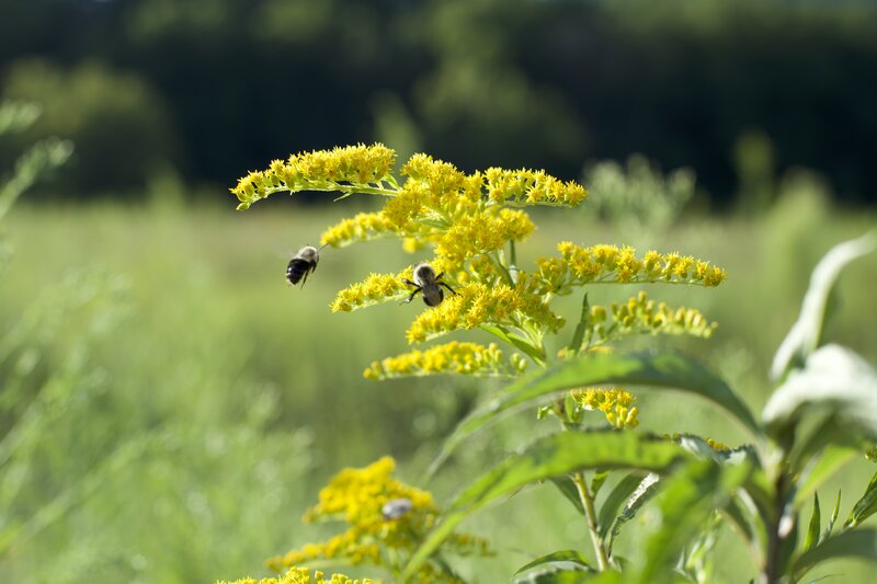 Bees pollinate wildflowers along the John Oliver Cabin Trail. The fields in front of the cabin are good to see different wildflowers and animals throughout the year.