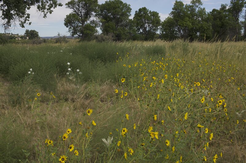 Wildflowers bloom along the trail in spring and summer time.