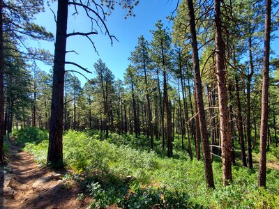 Dry Fork Trail Running Trail, Durango, Colorado