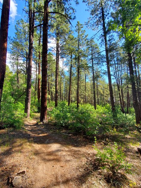 Typical trail surface on the Dry Fork Trail.