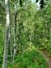 Small aspen grove along the Colorado Trail.