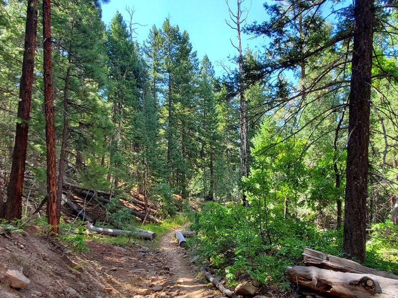 Rougher trail surface on the Dry Creek Trail.