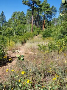 A few late August flowers along Logchutes #2.