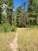 Pretty meadow on Alt Left Trail.