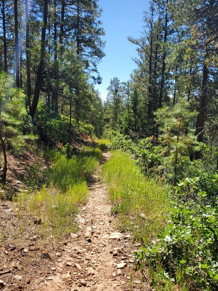 More mellow trail along old road bed.