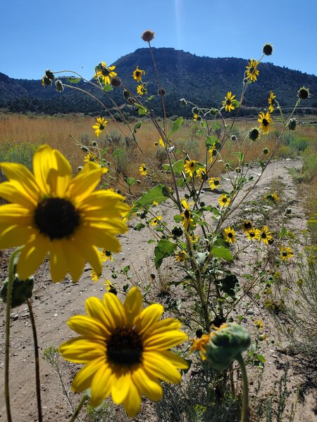 Late August sunflowers looking towards the Telegraph Trail.