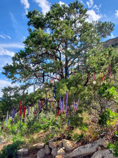 Some impressive medals hang on this tree!