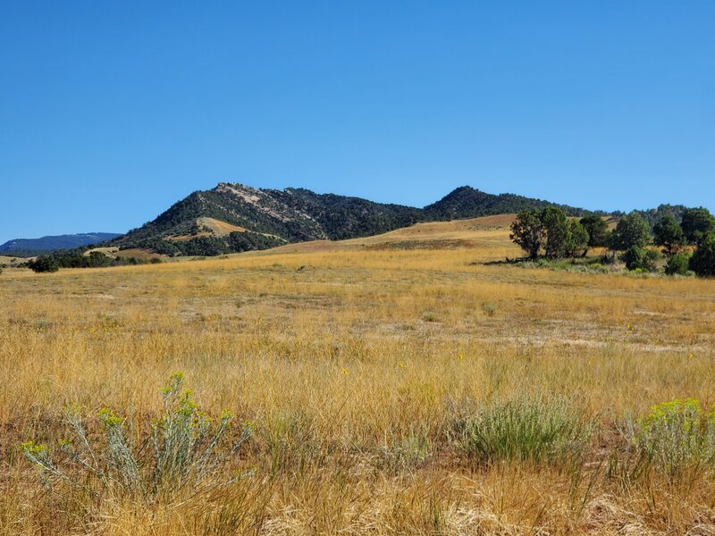 Huge pretty meadow as viewed from Carbon Junction trail.