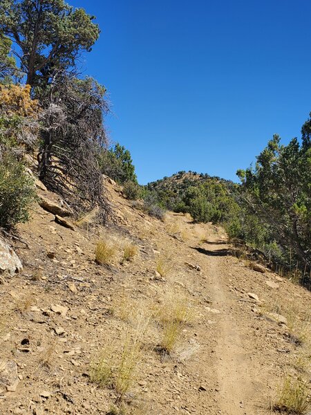 Looking uphill along the ridgeline.