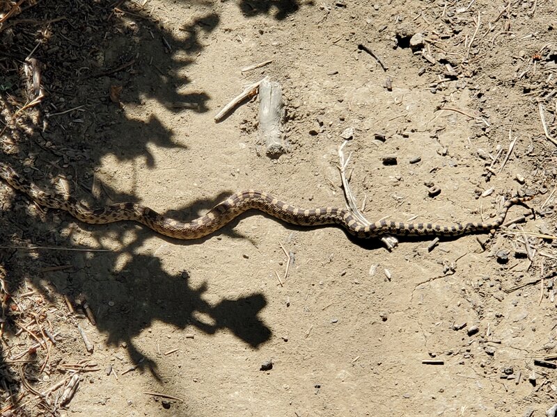 Bull snake across the trail