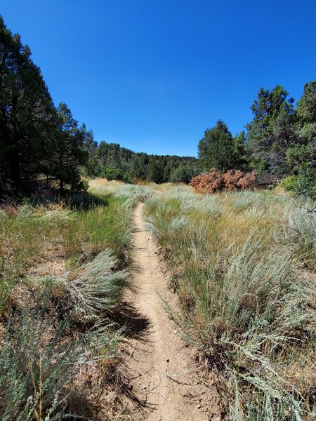 Pretty meadow along Skull Rock Trail.