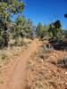 Typical trail surface in this area of the South Rim Trail.