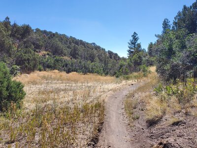 Pretty, peaceful meadow.