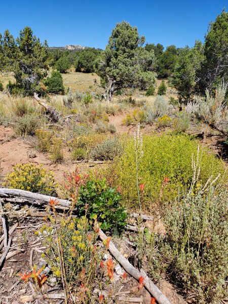 Indian paintbrush in September.