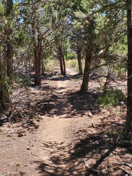 Somewhat shady section of South Rim Extension.